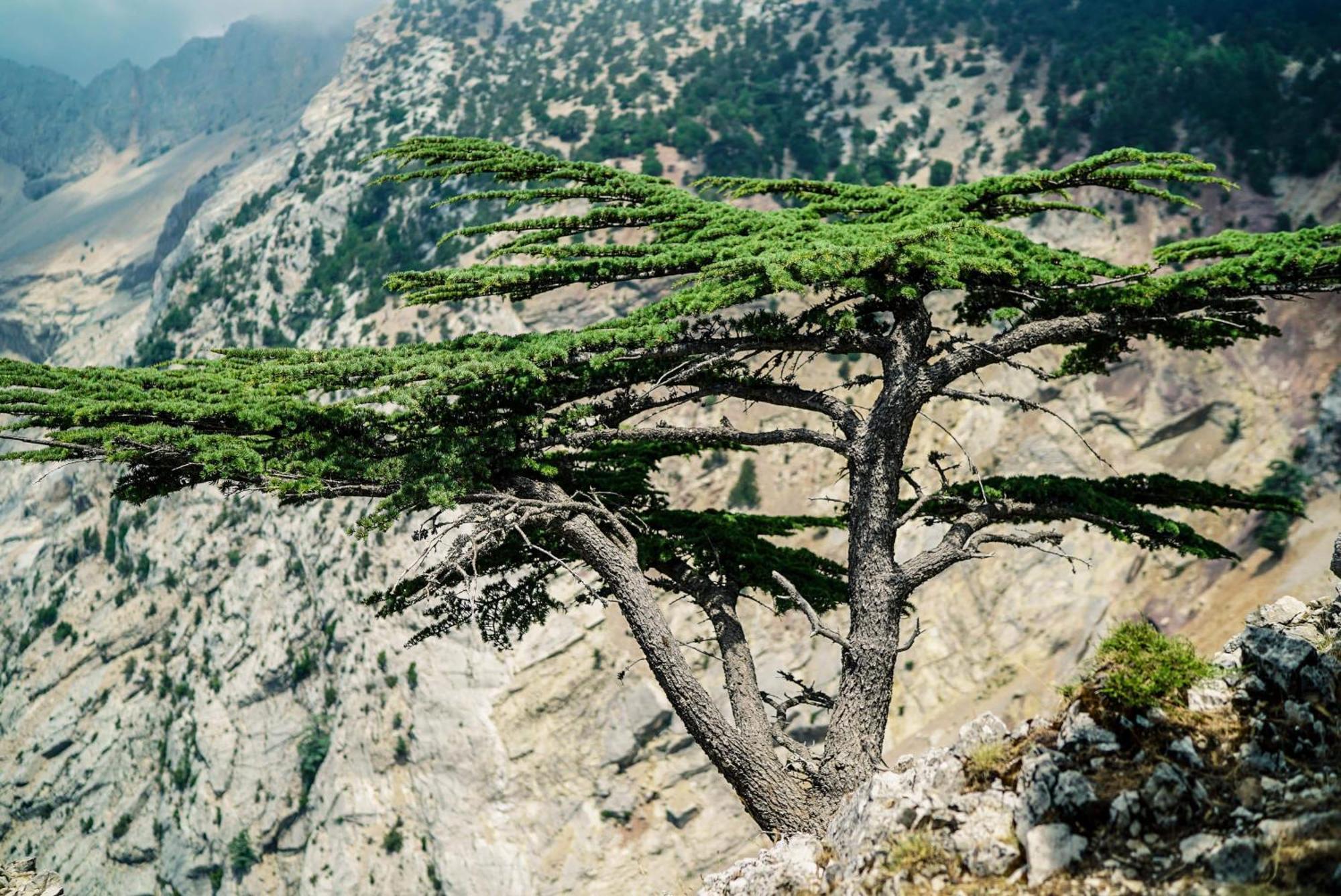 Hotel Babakamp Eco Ranch & Retreat Ölüdeniz Zewnętrze zdjęcie