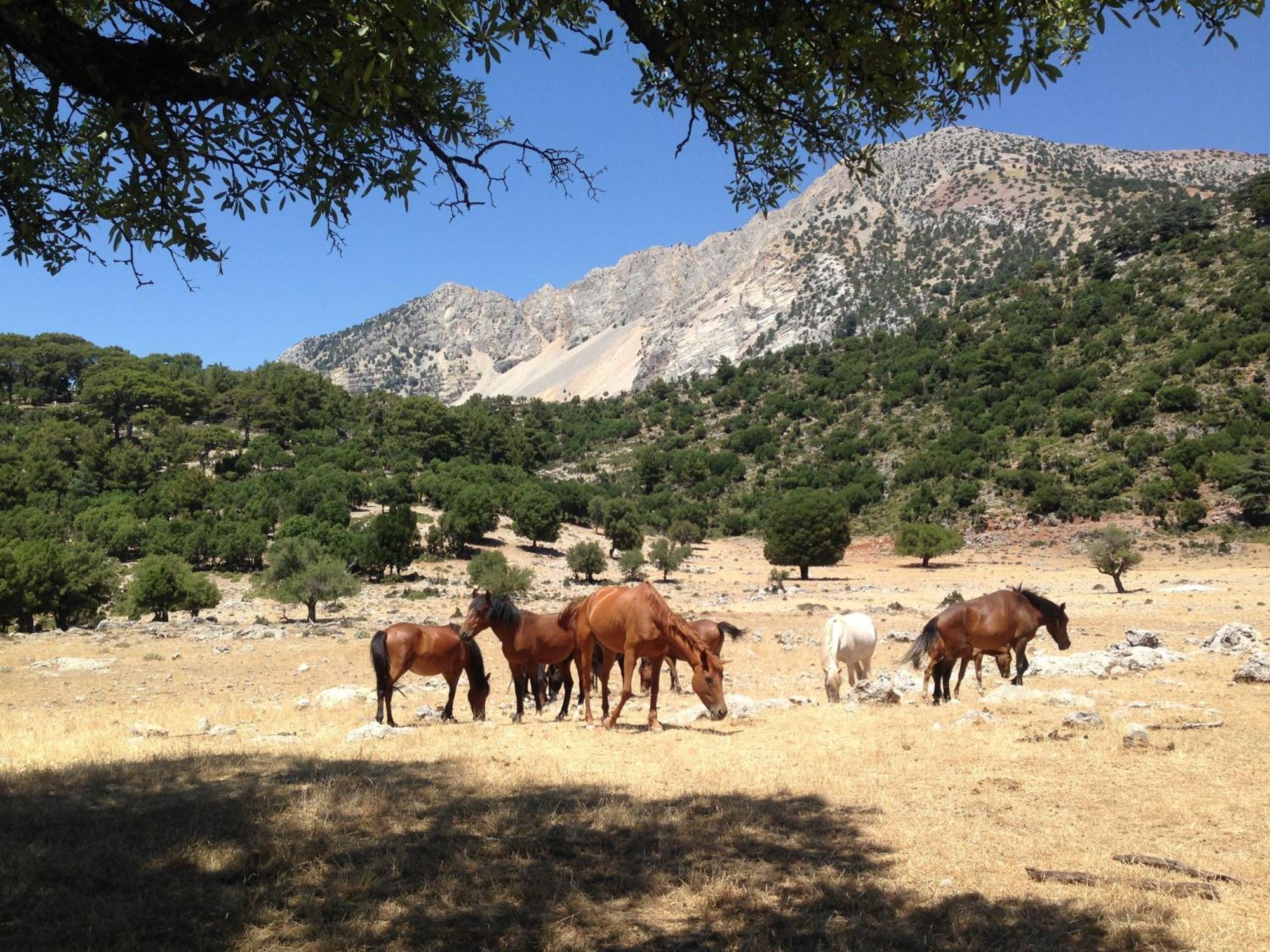 Hotel Babakamp Eco Ranch & Retreat Ölüdeniz Zewnętrze zdjęcie